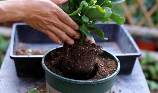 今日立春时间是几点2023年 今日立春时间是几点2023年