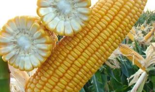 黄淮海排名第一的玉米品种