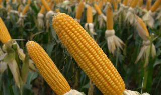黄淮海排名第一的玉米品种