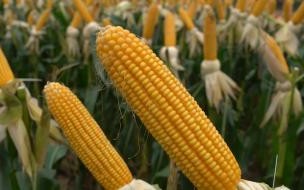 适合黄淮海的密植玉米品种有哪些 黄淮海排名第一的玉米品种