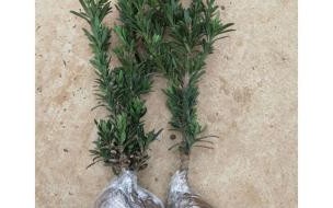 罗汉松属于松树吗院子里种罗汉松好不好 庭院罗汉松的养殖方法