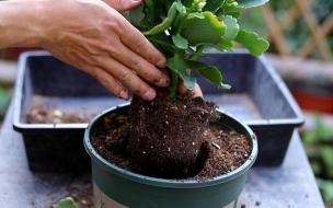 立春时间2023几点到几点 今日立春时间是几点2023年